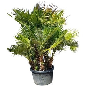 Palmier pitic mediteranean (Chamaerops Humilis), H 180 cm