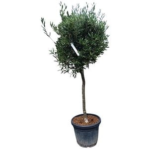 Maslin (Olea Europaea Standard), H 140 cm