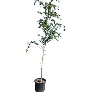 Mesteacan alb (Betula alba), H300 cm, D30 cm