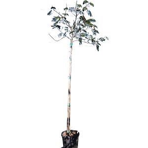 Albizia julibrissin (Arborele de matase), D30 cm, H250 cm