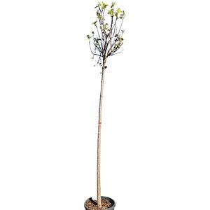Catalpa bungei, D35 cm, H230 cm