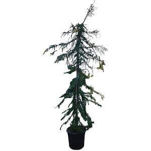 Cedrus deodara Pendula, D50 cm, H170 cm