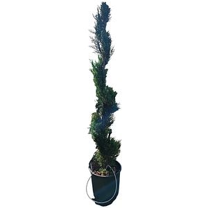 Cupressocyparis Leylandii, D24 cm, H120 cm