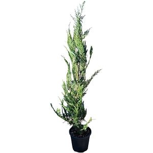 Cupressocyparis Leylandii, D24 cm, H160 cm