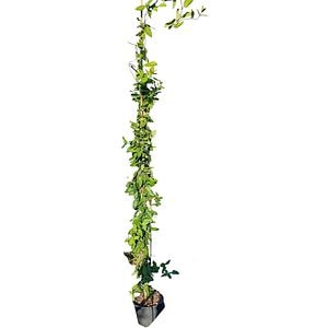 Mana Maicii Domnului (Lonicera japonica), H 160 cm