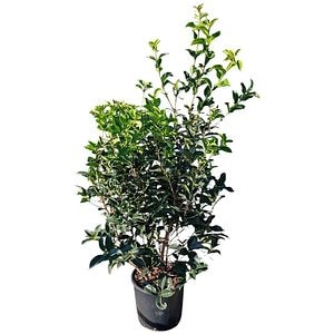Maslin parfumat (Osmanthus), H 90 cm