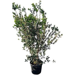 Maslin parfumat (Osmanthus), H 125 cm