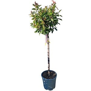 Photinia (Photinia x fraseri Red Robin), H 130 cm