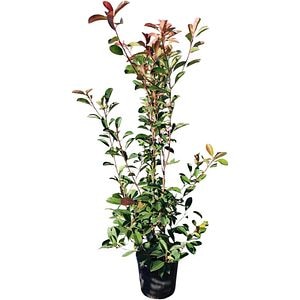 Photinia (Photinia x fraseri Red Robin), H 115 cm