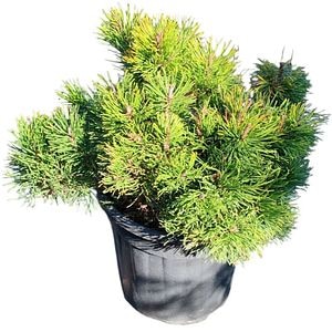 Jneapan (Pinus mugo), H 40 cm