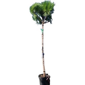 Pin mediteranean (Pinus pinea), H 300 cm
