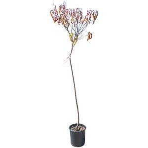 Prunus Persica - Piersic, D24cm, H125cm