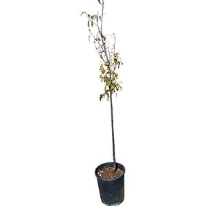 Prunus Domestica Susin, D24cm, H125cm