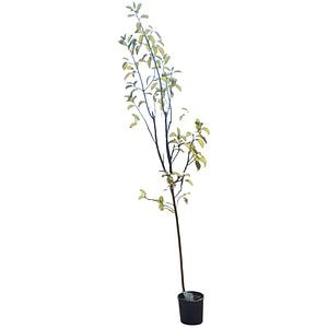 Malus Communis Mar, D24cm, H180cm