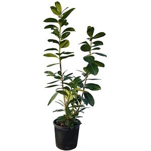 Prunus Lauro Cerasus, D 24 cm, H 70 cm