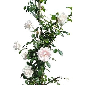 Trandafiri Cataratori, D 22 cm, H 1.8 m