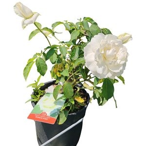 Trandafiri Tufa, D 24 cm, H 40 cm