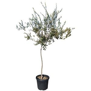 Maslin Olea Europaea Favolosa Demitige, D 40 cm, H 1.6 m