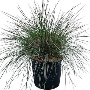 Iarba decorativa Festuca Festina, D 18 cm, H 25 cm
