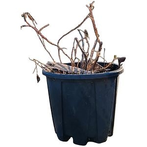 Zmeur Rubus Ideaus Lampone, D 24 cm, H 80 cm