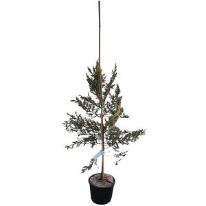 Cupressocyparis Leylandii Castwelland Gold, D 18 cm, H 70 cm