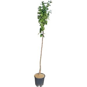 Curmal japonez (Diospyros kaki), H 160 cm