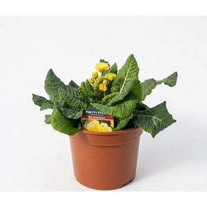 Primula (Pretty Polly Butter Cream), 251 cm