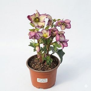 Spanz (Frosted Rose Ice N Roses), 40 cm