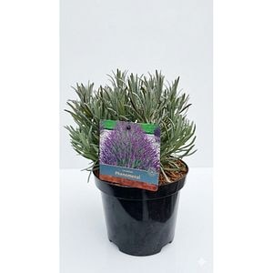 Lavanda (Phenomenal), 30 cm