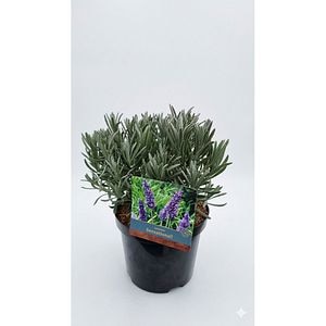 Lavanda (Sensational), 30 cm