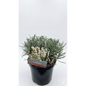 Lavanda (Exceptional), 30 cm