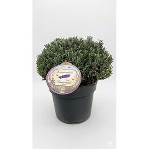 Lavanda (Munstead), 35 cm