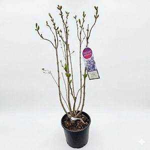 Liliac (Nadezhda), 90-100 cm