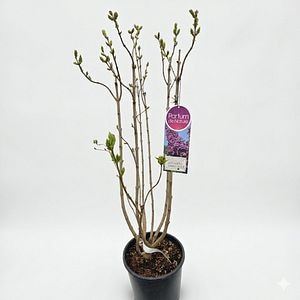 Liliac (Ludwig Spath), 90-100 cm