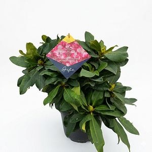 Rhododendron (Grifie), 60 cm