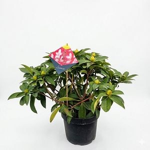 Rhododendron (Lumie), 60 cm