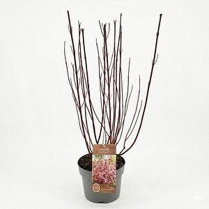 Corn alb (Miracle), 80 cm