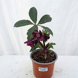 Spanz (Merlot Ice N Roses), 41 cm