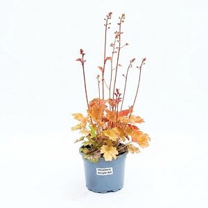 Planta perena Heuchera Ginger Ale, H 25 cm