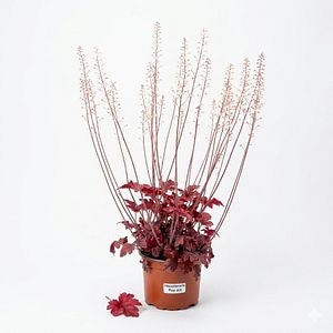 Planta perena Heuchera Pop Art, H 30 cm