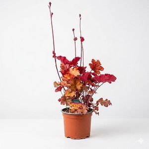 Planta perena Heuchera World Caffe Americano, H 25 cm