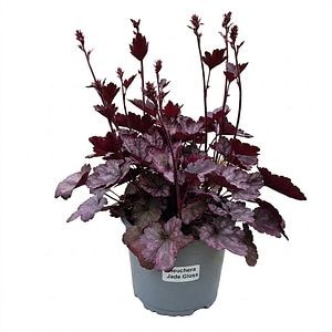 Planta perena Heuchera Jade Gloss, H 25 cm
