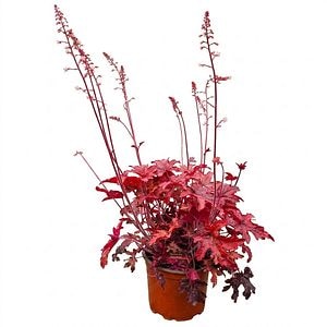 Planta perena Heucherella Red Rover, H 30 cm