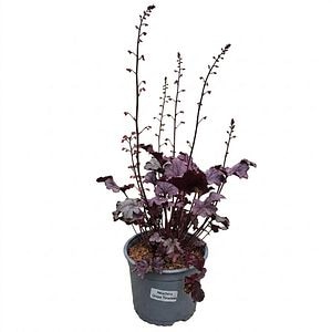 Planta perena Heuchera Grape Timeless, H 25 cm