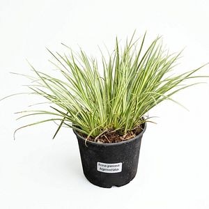 Iarba ornamentala Acorus Argenteostriatus, H 25 cm