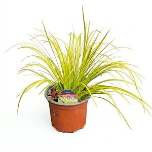 Iarba ornamentala Acorus Ogon, H 25 cm