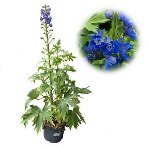Planta perena Delphinium Blue Bird Pacific Giants, H 45 cm