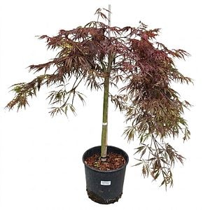 Arbust ornamental Acer Red Tamukeyama Dissectum, H 45 cm
