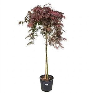 Arbust ornamental Acer Red Garnet Dissectum, H 90 cm