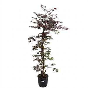 Arbust ornamental Acer Red Trompenburg Palmatum, H 90-120 cm